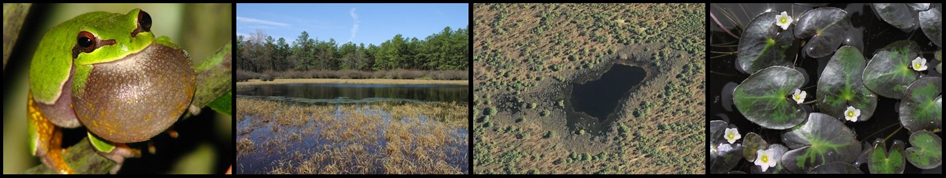 Pine Barrens treefrog, ground level view of a pond, aerial view of a pond, and Floating heart blooming